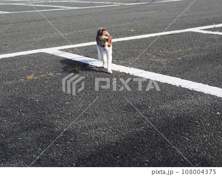 公園の生垣で休む可愛い三毛猫の子猫 108004375