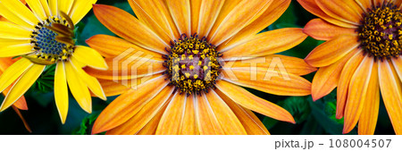 Cape marguerites orange blossom flowers in spring. African daisies 108004507