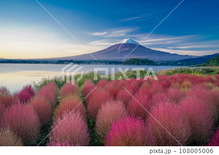 （山梨県）河口湖大石公園・紅葉したコキアと富士山の夜明け 108005006