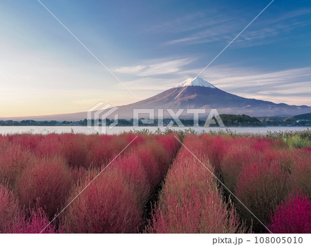 (山梨県)河口湖大石公園・紅葉したコキアと富士山の夜明け (山梨県)河口湖大石公園・紅葉したコキアと富士山の夜明け 108005010
