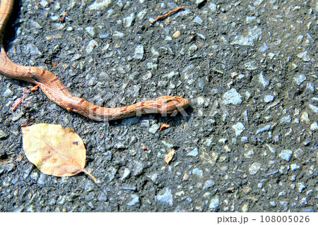 赤い模様が派手なシマヘビの子供 108005026