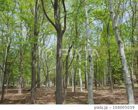 中島公園木立の風景_札幌 108005039