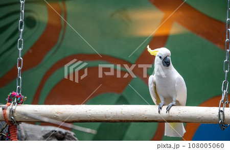 A large yellow-crested cockatoo in the aviary of the Moscow Zoo A large yellow-crested cockatoo in the aviary of the Moscow Zoo 108005060