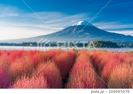 （山梨県）河口湖大石公園・紅葉したコキアと富士山 108005076