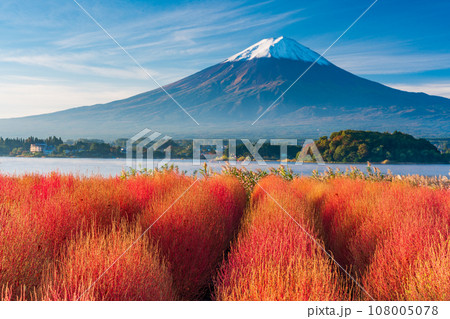 （山梨県）河口湖大石公園・紅葉したコキアと富士山 108005078