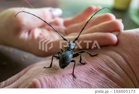 Big black barbel beetle (woodcutter) on the human palm. Big black barbel beetle (woodcutter) on the human palm. 108005173