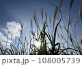 太陽に照らされるススキ 108005739