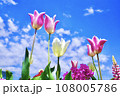 青空に映えるチューリップ 108005786
