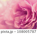 ピンクの花 108005787