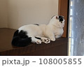 くつろぎ猫　短足たれ耳マンチカン 108005855