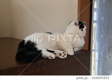 くつろぎ猫 短足たれ耳マンチカン くつろぎ猫 短足たれ耳マンチカン 108005855