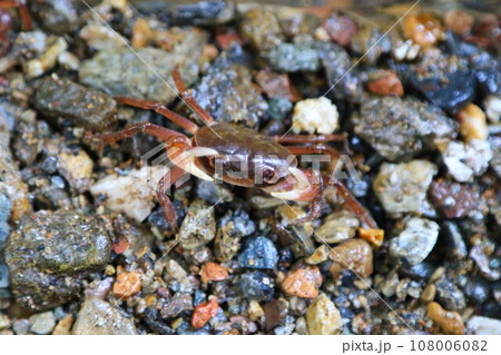 毛呂山町の阿諏訪川上流に生息している沢蟹の生態写真 108006082