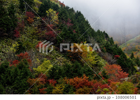 霧に包まれる紅葉の山肌 108006501