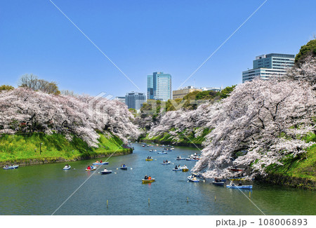 東京都　千鳥ヶ淵　満開の桜 108006893