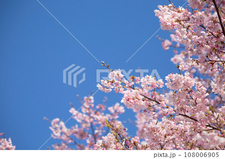 快晴の空に映える桜のイメージ 108006905