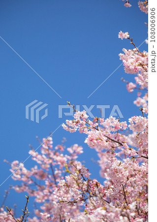 快晴の空に映える桜のイメージ 108006906