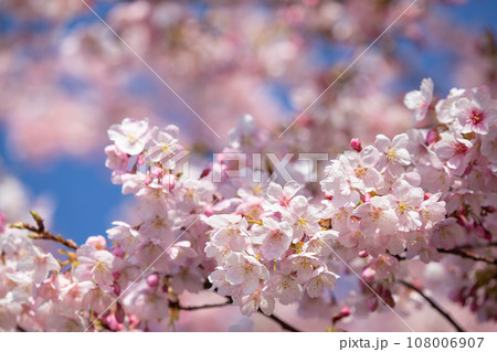 快晴の空に映える桜のイメージ 108006907