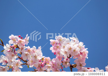 快晴の空に映える桜のイメージ 快晴の空に映える桜のイメージ 108006911