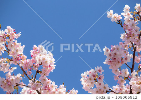 快晴の空に映える桜のイメージ 108006912