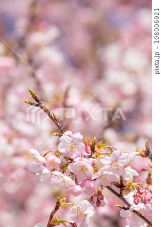 快晴の空に映える桜のイメージ 108006921