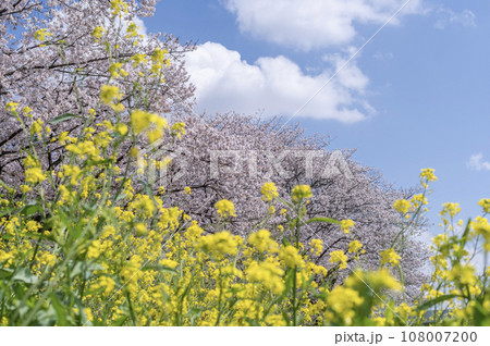 桜と菜の花と春の空 108007200