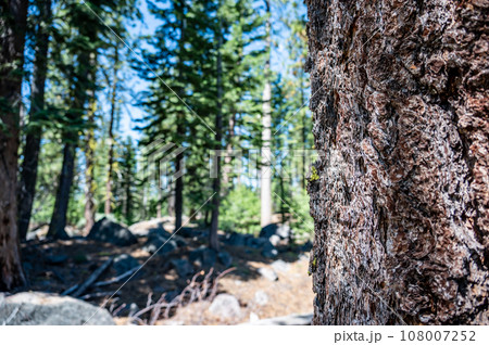 Selective focus on bark on a fire damaged dead coniferous tree in Crater Lake National Park Selective focus on bark on a fire damaged dead coniferous tree in Crater Lake National Park 108007252