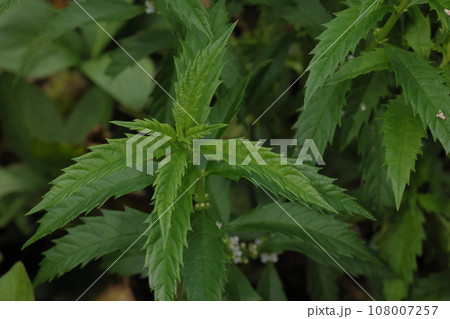 自然　植物　シロネ、水辺に生えるシソ科の多年草。細長い葉には粗い鋸歯、対生で葉柄がありません 108007257