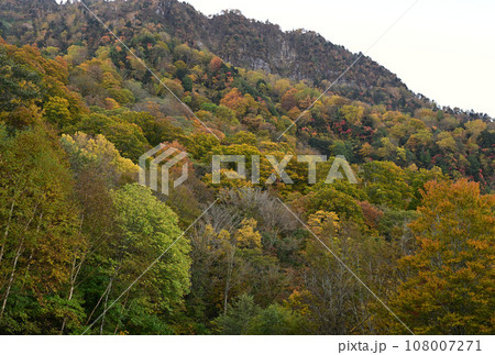 苗場山 小赤沢三合目駐車場紅葉 苗場山 小赤沢三合目駐車場紅葉 108007271