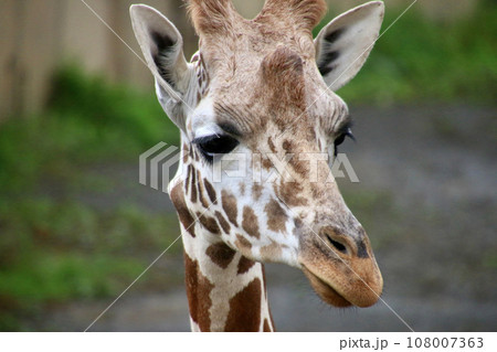 アミメキリン・旭山動物園(北海道・旭川市) アミメキリン・旭山動物園(北海道・旭川市) 108007363