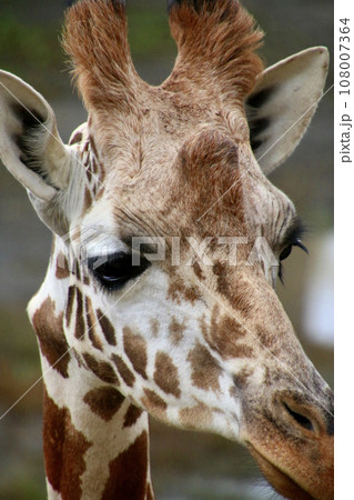 アミメキリン・旭山動物園（北海道・旭川市） 108007364