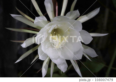 月下美人開花工程 月下美人開花工程 108007479