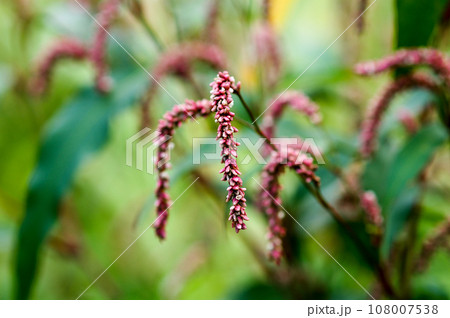 大犬蓼(おおいぬたで) 108007538