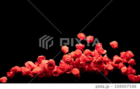 Red small Rose Flower explosion up. Many Styrofoam Roses present Love romantic wedding valentine. Artificial foam Red rose fly in air. White background isolated selective focus blur Red small Rose Flower explosion up. Many Styrofoam Roses present Love romantic wedding valentine. Artificial foam Red rose fly in air. White background isolated selective focus blur 108007586