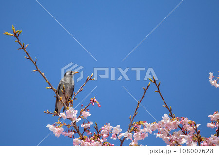 桜イメージ_ヒヨドリと満開の桜 桜イメージ_ヒヨドリと満開の桜 108007628