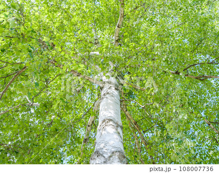 新緑の白樺の木のイメージ 108007736