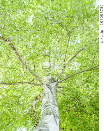 新緑の白樺の木のイメージ 新緑の白樺の木のイメージ 108007739