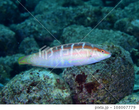 スジベラ スジベラ 108007779