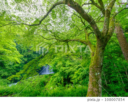山梨_新緑の美しい鐘山の滝の風景 108007854