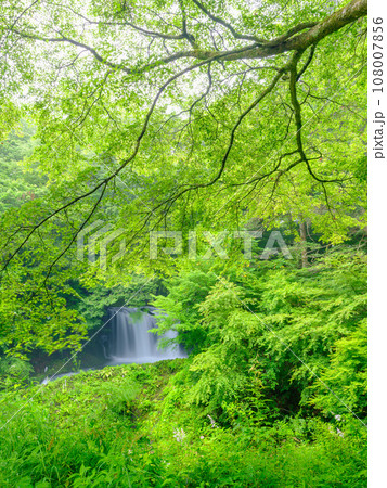 山梨_新緑の美しい鐘山の滝の風景 108007856