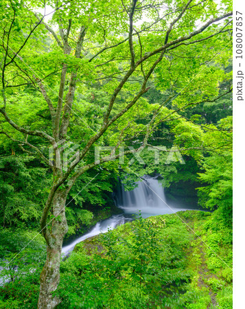 山梨_新緑の美しい鐘山の滝の風景 108007857