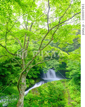 山梨_新緑の美しい鐘山の滝の風景 108007861