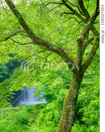 山梨_新緑の美しい鐘山の滝の風景 108007864