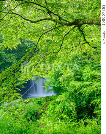 山梨_新緑の美しい鐘山の滝の風景 山梨_新緑の美しい鐘山の滝の風景 108007865