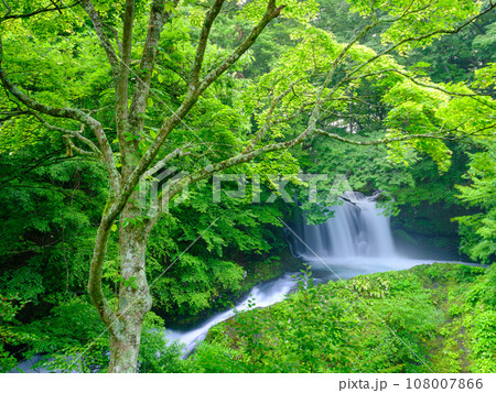 山梨_新緑の美しい鐘山の滝の風景 108007866