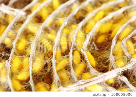 Gold yellow silkworm cocoon balls on brown container. Gold yellow silkworm cocoon balls on brown container. 108008000
