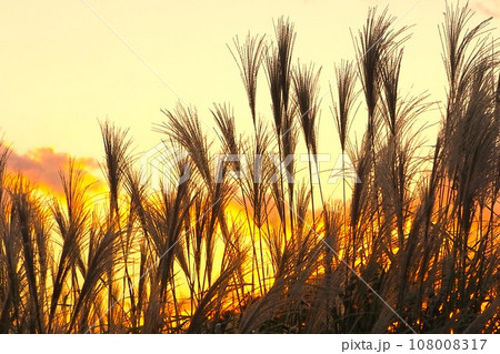 夕日に照らされるススキ 108008317