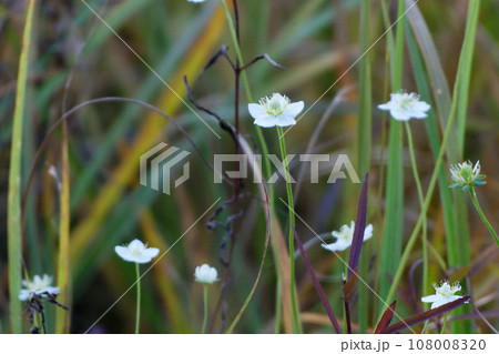 ニシキギ科ウメバチソウの白い花 108008320