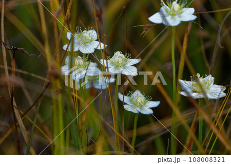 ニシキギ科ウメバチソウの白い花 108008321