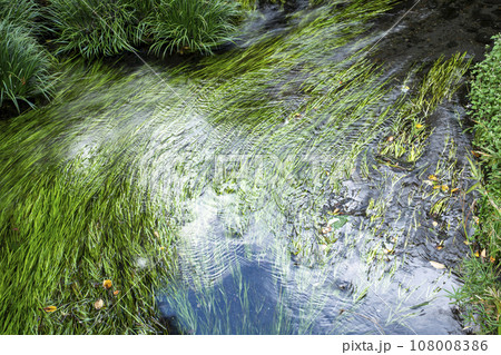 川の流れになびく水草の風景 108008386