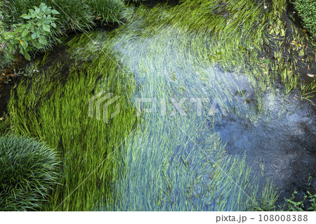 川の流れになびく水草の風景 108008388